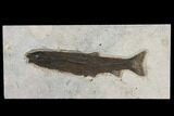 Uncommon Fossil Fish (Notogoneus) - Wyoming #151602-1